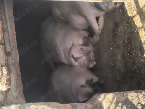 Porci pentru sacrificat