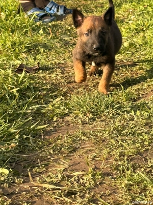 vand ciobanesc belgian 