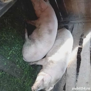 vand porc pt craciun