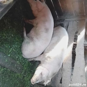 porc de vanzare