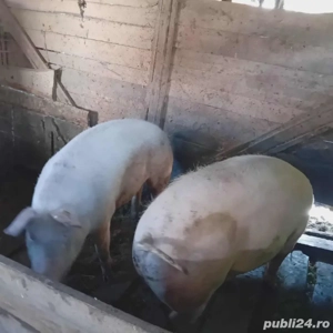 porc de vanzare