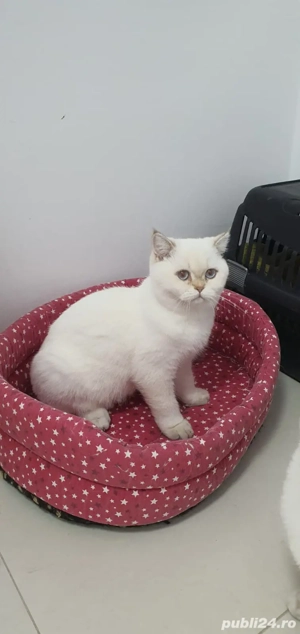 Adoptie pisica british! - imagine 1