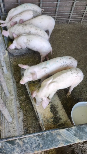 Purcei de rasa circa 20 kg