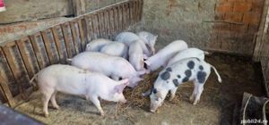 porci de vânzare  - imagine 2