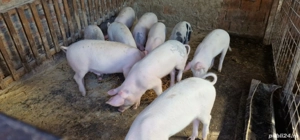 porci de vânzare 