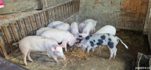 porci de vânzare  - imagine 3