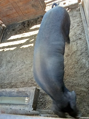 vier duroc  - imagine 3