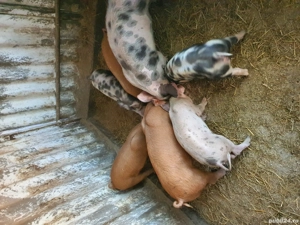 de vanzare grăsuni - imagine 2