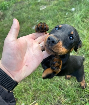 Catei Jagd Terrier, varsta 2 luni - imagine 5