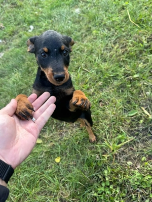 Catei Jagd Terrier, varsta 2 luni - imagine 3