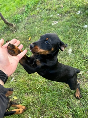 Catei Jagd Terrier, varsta 2 luni - imagine 4