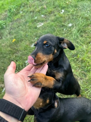 Catei Jagd Terrier, varsta 2 luni - imagine 2