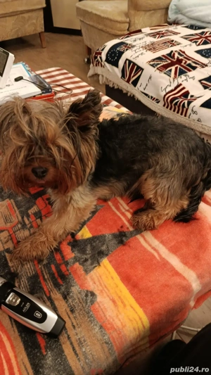 urgent adoptie Yorkshire Terrier - imagine 5