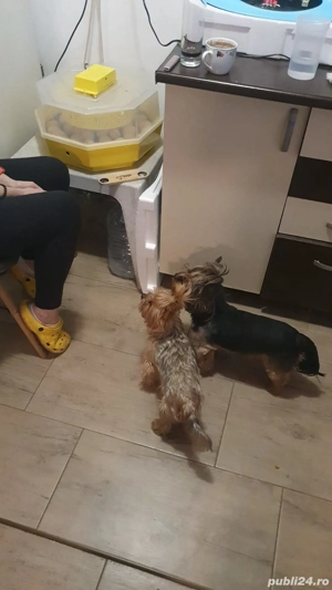 urgent adoptie Yorkshire Terrier - imagine 3