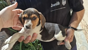 Beagle adorabili