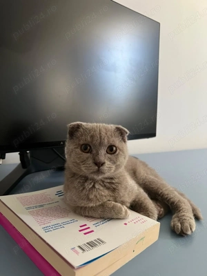 Scotishfold shorthair