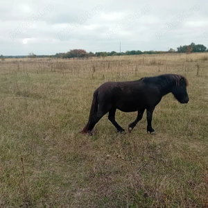 Vand urgent ponei 3,5000 Lei - imagine 3 Vand urgent ponei 3,5000 Lei - imagine 3