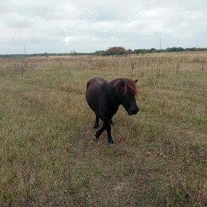 Vand urgent ponei 3,5000 Lei - imagine 5 Vand urgent ponei 3,5000 Lei - imagine 5