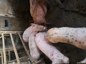 vand purcei 12 saptamani - imagine 2