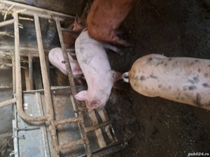 vand purcei 12 saptamani - imagine 4