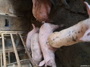 vand purcei 12 saptamani - imagine 5