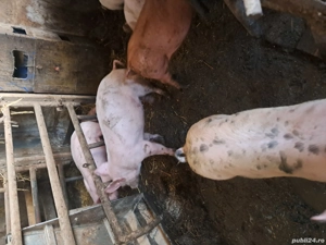 vand purcei 12 saptamani - imagine 3