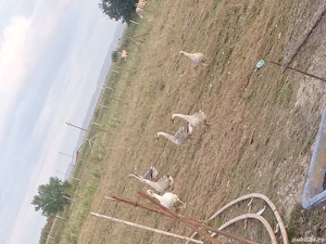 gaste de vanzare si rațe  - imagine 4 gaste de vanzare si rațe  - imagine 4