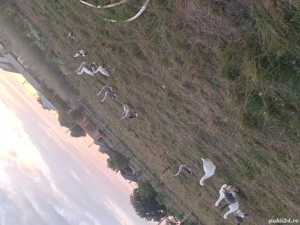 gaste de vanzare si rațe  - imagine 2 gaste de vanzare si rațe  - imagine 2