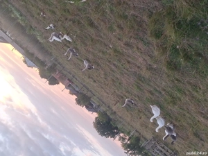 gaste de vanzare si rațe  - imagine 5 gaste de vanzare si rațe  - imagine 5