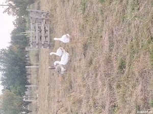 gaste de vanzare si rațe  - imagine 3 gaste de vanzare si rațe  - imagine 3