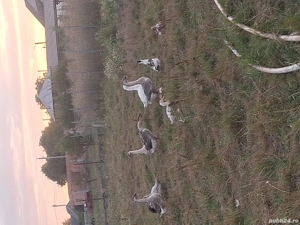 gaste de vanzare si rațe 