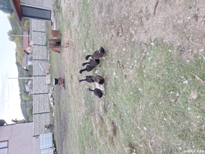 Rate romanesti de vanzare 