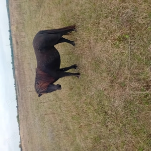 Vand urgent ponei 3,5000 Lei - imagine 4 Vand urgent ponei 3,5000 Lei - imagine 4