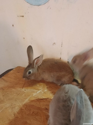 iepuri talie mare - imagine 2 iepuri talie mare - imagine 2