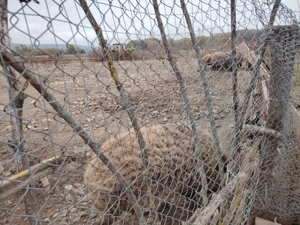 Porci mangalița  - imagine 2 Porci mangalița  - imagine 2