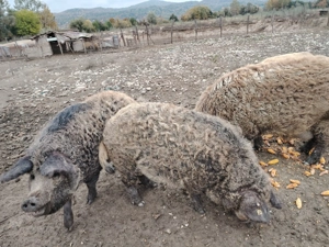 Porci mangalița 