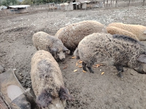 Porci mangalița  - imagine 5 Porci mangalița  - imagine 5