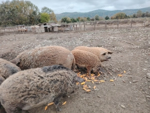 Porci mangalița  - imagine 3 Porci mangalița  - imagine 3