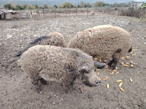 Porci mangalița  - imagine 4 Porci mangalița  - imagine 4