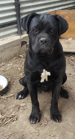 Căței de rasă Cane corso caută căsuță nouă  - imagine 2 Căței de rasă Cane corso caută căsuță nouă  - imagine 2