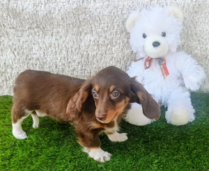 Vând pui teckel tekel techel par lung diverse culori - imagine 3 Vând pui teckel tekel techel par lung diverse culori - imagine 3