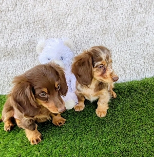 Vând pui teckel tekel techel par lung diverse culori - imagine 2 Vând pui teckel tekel techel par lung diverse culori - imagine 2