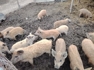 Purcei mangalița  - imagine 3 Purcei mangalița  - imagine 3