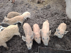 Purcei mangalița  - imagine 2 Purcei mangalița  - imagine 2