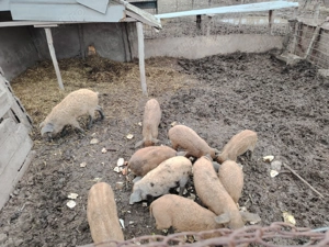 Purcei mangalița  - imagine 5 Purcei mangalița  - imagine 5