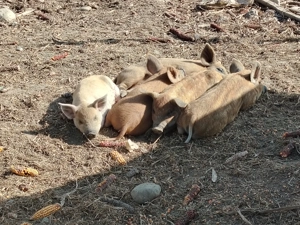 Purcei mangalița  - imagine 4 Purcei mangalița  - imagine 4