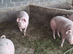 Porci de vanzare !!! - imagine 3 Porci de vanzare !!! - imagine 3