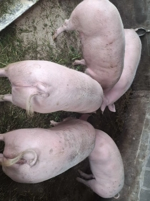 Porci de vanzare !!! - imagine 4 Porci de vanzare !!! - imagine 4