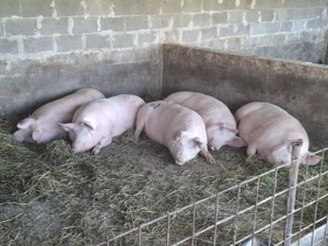 Porci de vanzare !!!