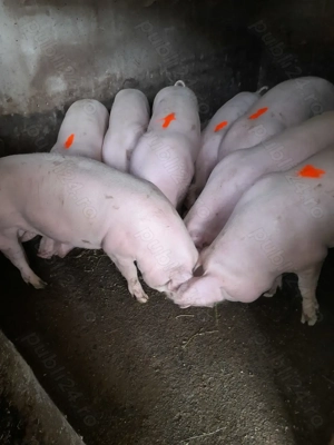 Porci de vanzare  - imagine 2